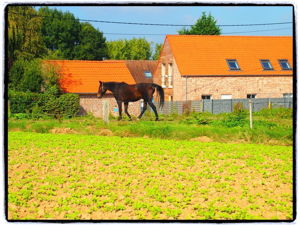 Archipel Holiday Cottage Ellezelles Chambre photo